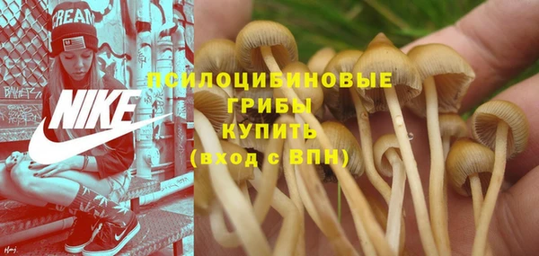 ПСИЛОЦИБИНОВЫЕ ГРИБЫ Елабуга